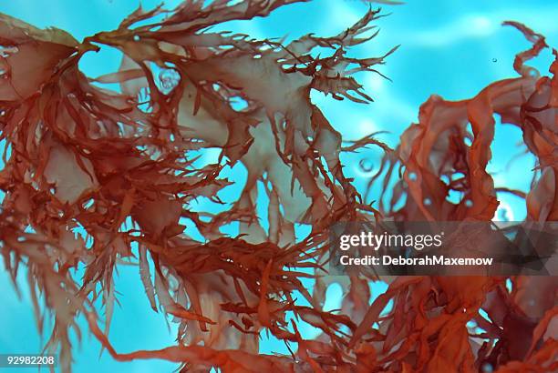 Red Seaweed Photos and Premium High Res Pictures - Getty Images