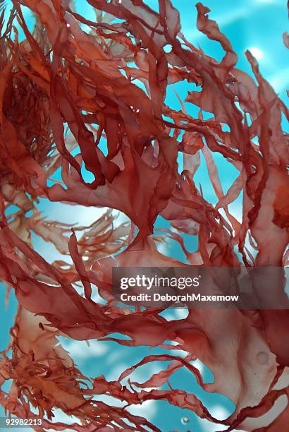 red seaweed floating around blue waters under the sun - red seaweed stock pictures, royalty-free photos & images