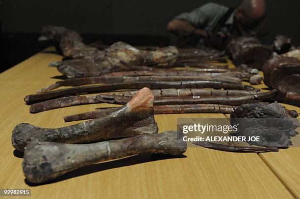 Bones of the 'Aardonyx Celestae', a newly discovered fossil skeleton are pictured in Johannesburg on November 11, 2009. South African...