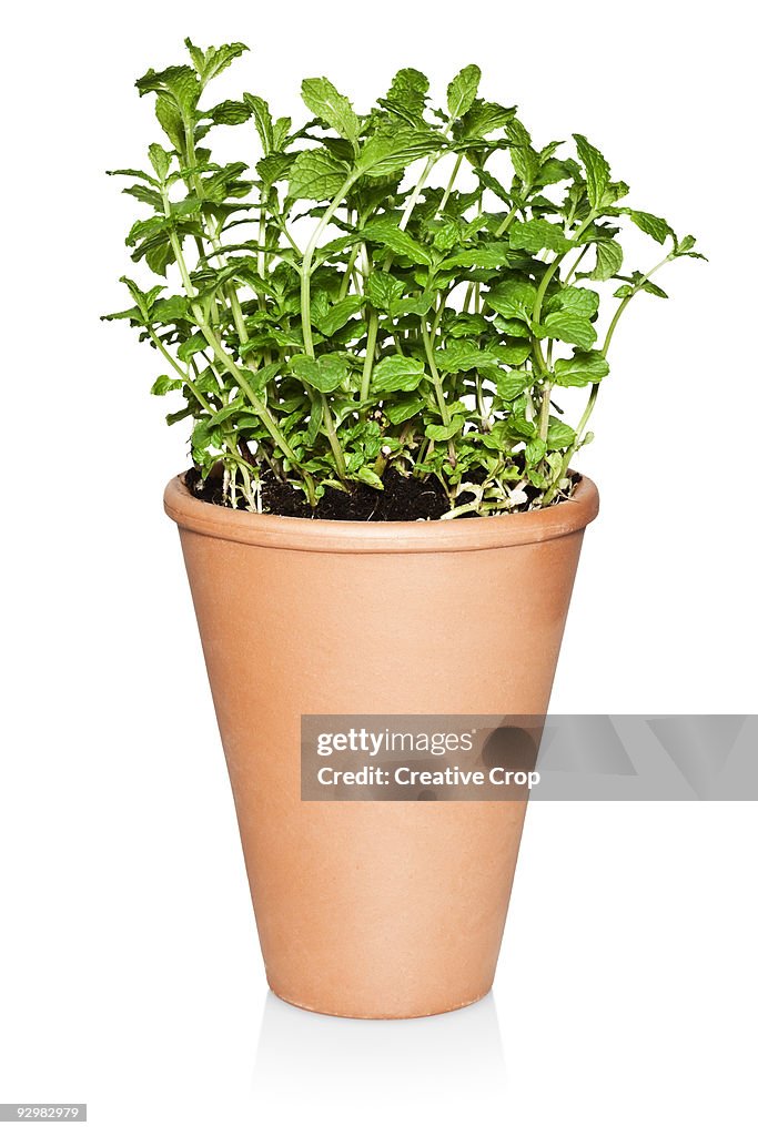 Mint plant in terra-cotta pot