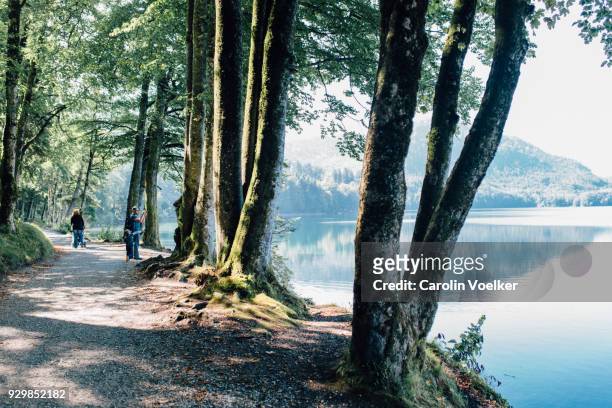 family walking along alpsee in the bavarian alps, bavaria, germany - hohenschwangau castle stock pictures, royalty-free photos & images