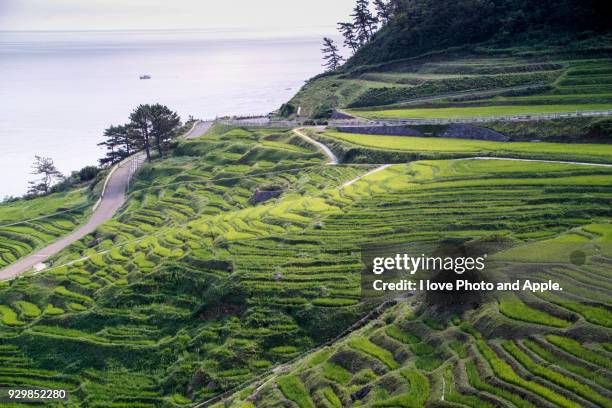 rice terrace with sea view - noto fotografías e imágenes de stock