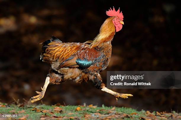 bantam - scared chicken stock pictures, royalty-free photos & images