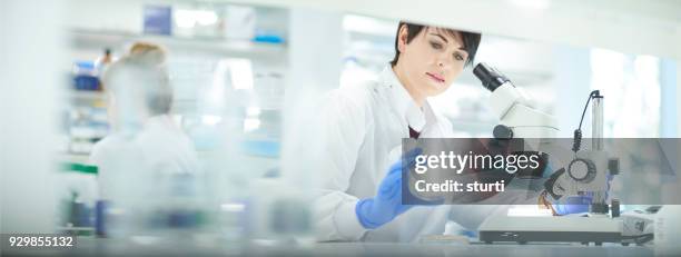 petri dish analysis - biochemist stock pictures, royalty-free photos & images