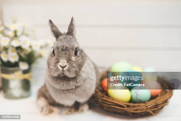 coelho cuidando de cesta de ovos de páscoa - easter basket - fotografias e filmes do acervo