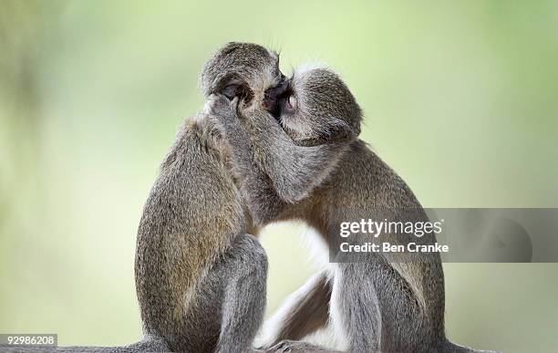 vervet monkeys (chlorocebus pygerythrus) - dieren in het wild stockfoto's en -beelden