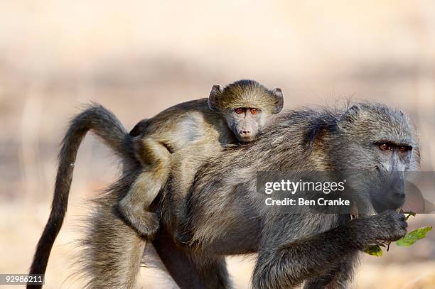 chacma baboons (papio ursinus) - chacma baboon 個照片及圖片檔