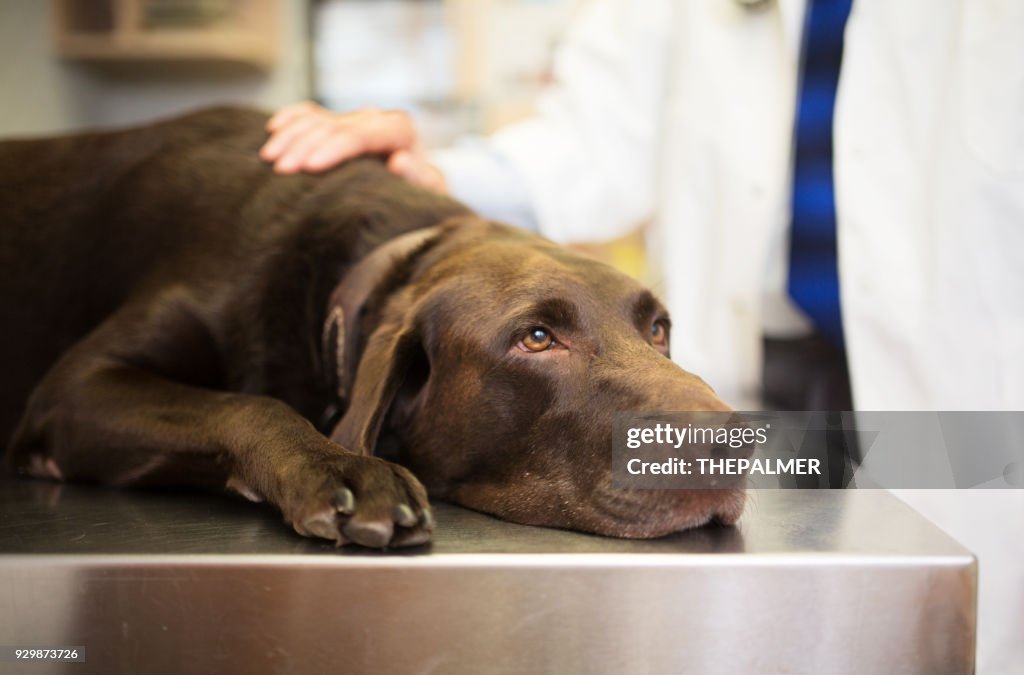 Tierarzt und Labrador
