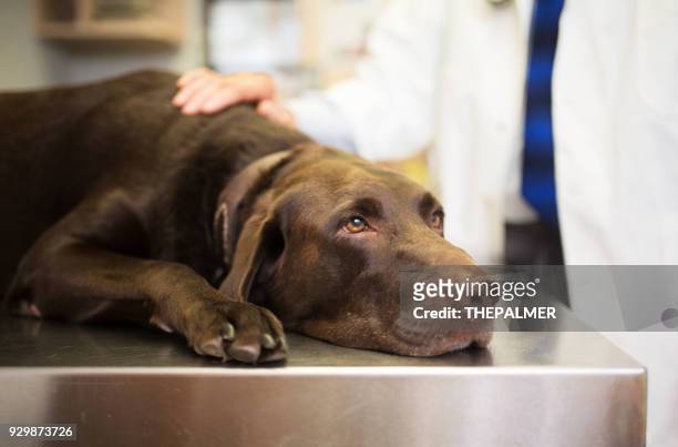 vet and labrador retriever - illness stock pictures, royalty-free photos & images