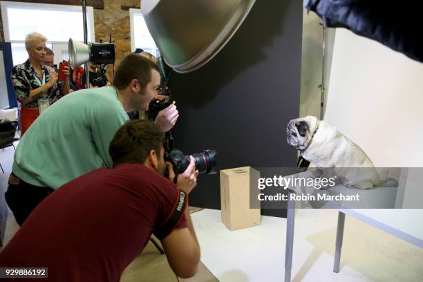 Chato the Pug from the film "Pet Names" poses for a portrait in the Pizza Hut Lounge at 2018 SXSW Film Festival on March 9, 2018 in Austin, Texas.