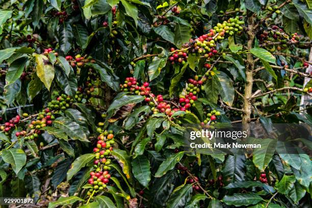 ripe coffee beans on the vine - coffee plant stock pictures, royalty-free photos & images