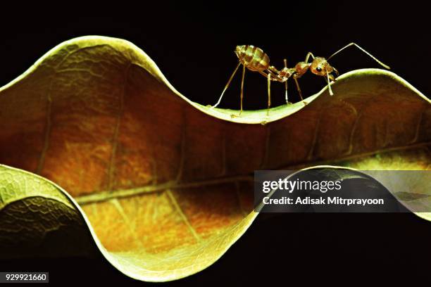 Ant at top of curve dry brown leaf.