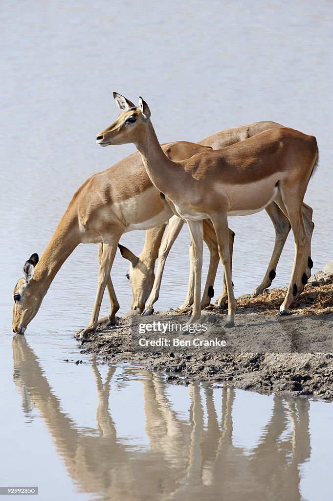 Impala (Aepyceros melampus)