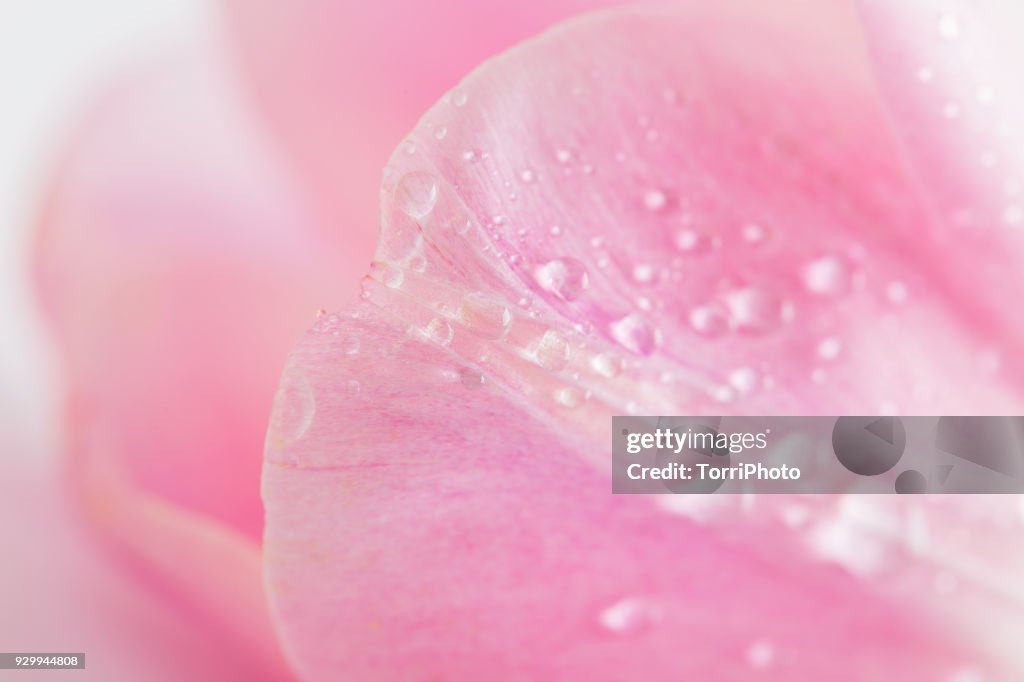 Close-Up shot of delicate pink tulip petals with water drops