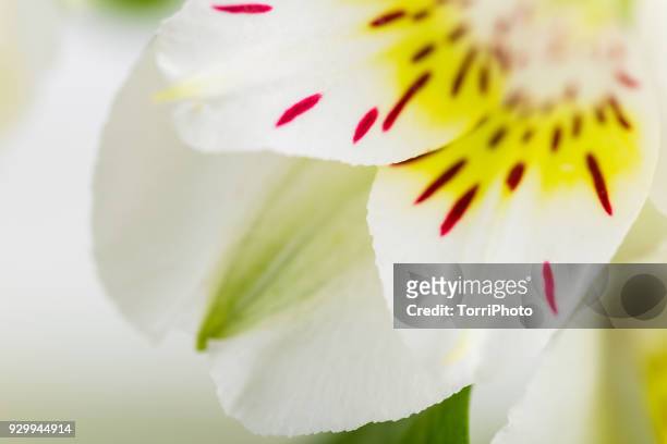 macro shot of delicate white and yellow petals of alstroemeria flower - lili gentle fotografías e imágenes de stock