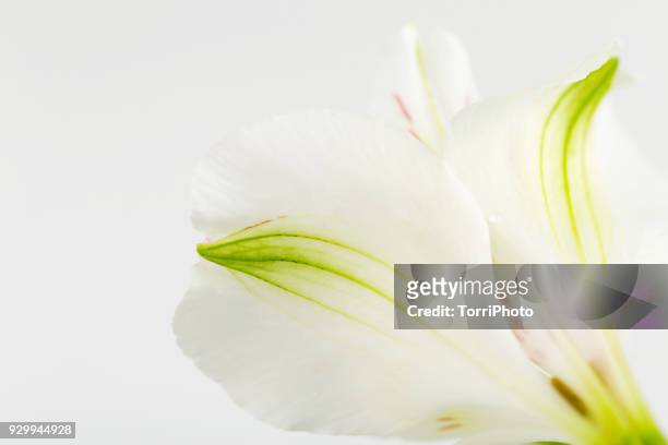 macro shot of delicate white and green petals of alstroemeria flower - lili gentle fotografías e imágenes de stock