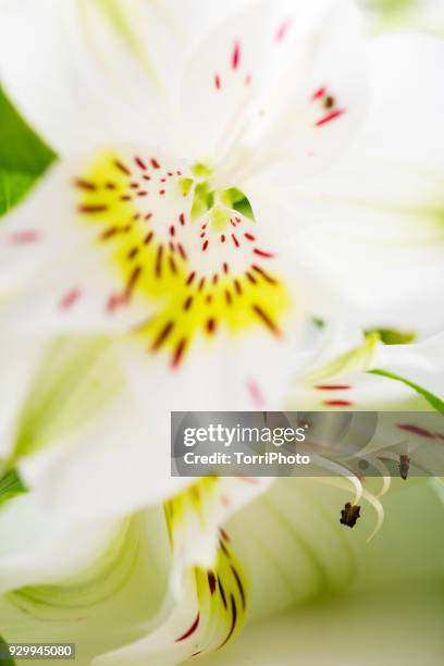 abstract macro shot detail white alstroemeria flower. extreme close-up - alstromeria stock pictures, royalty-free photos & images