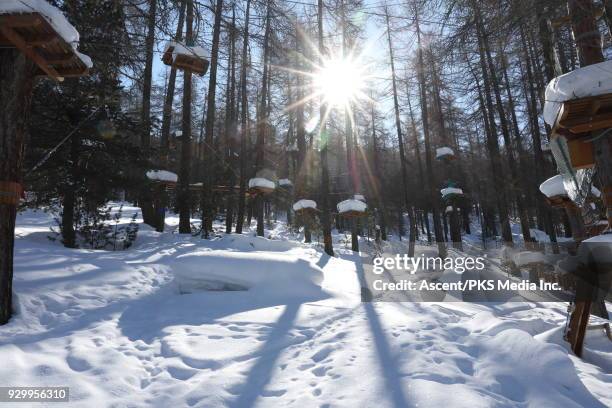 255 High Ropes Course Stock Photos, High-Res Pictures, and Images ...