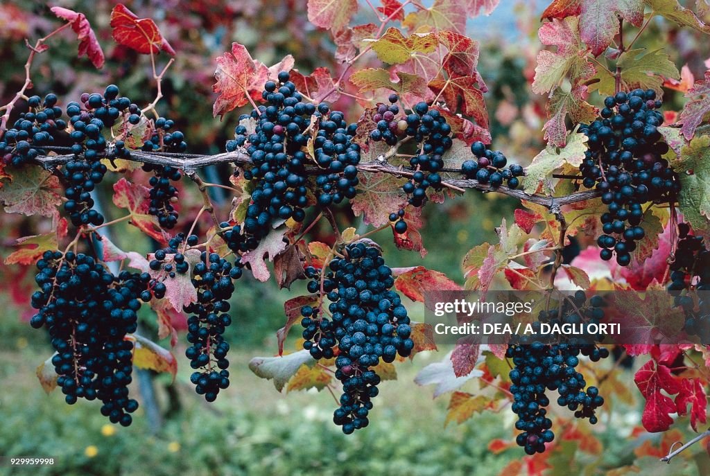 Bunches of ripe Merlot grapes, Veneto, Italy