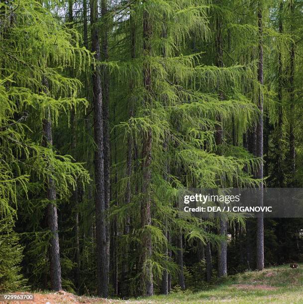 Larch wood at the Tre Croci pass, Veneto, Italy.