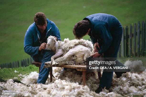Sheep shearing, Vernago, Val Senales, Trentino-Alto Adige, Italy.