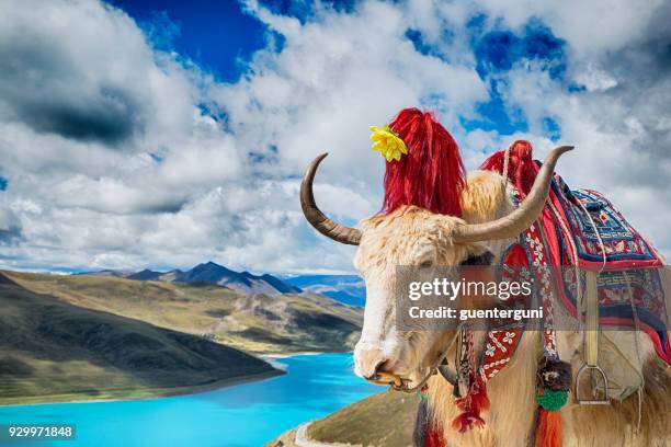 dekorierte yak über yamdrok see, tibet - lhasa stock-fotos und bilder