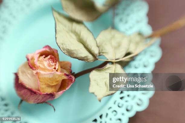 close up of a dried flower - wilted stock pictures, royalty-free photos & images