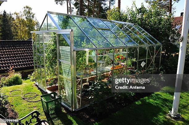 garden greenhouse in september - tomato greenhouse stock pictures, royalty-free photos & images