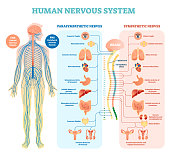 Human nervous system medical vector illustration diagram with parasympathetic and sympathetic nerves and all connected inner organs.