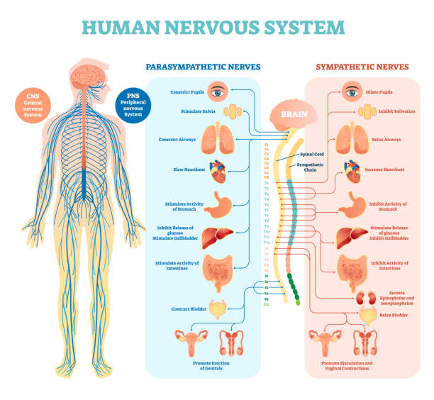 Medical infographic