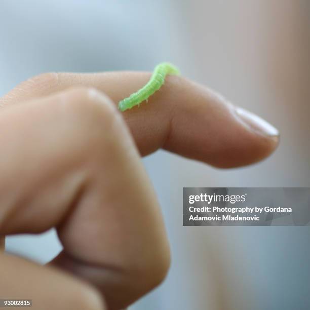 Human Inch Worm 367 Inch Worm Stock Photos, High-Res Pictures, and Images - Getty Images