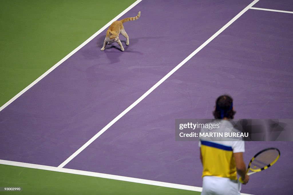 A cat that has wandered onto the court f