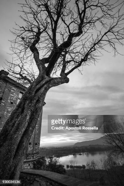 mystic tree on black and white - sarnico stock pictures, royalty-free photos & images