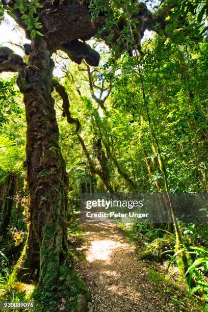 walking track at kahurangi national park at oparara basin, west coast, south island,new zealand - kahurangi national park stock-fotos und bilder