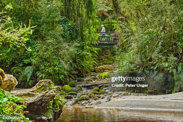 bridge on walking track at kahurangi national park at oparara basin, west coast, south island,new zealand - kahurangi national park fotografías e imágenes de stock