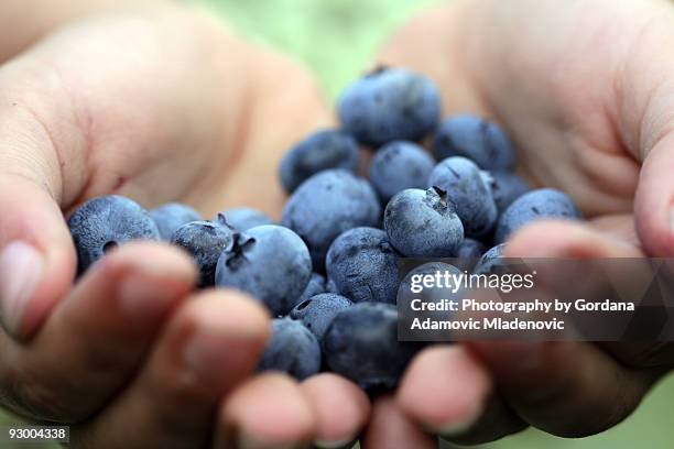 blue berries - ブルーベリー ストックフォトと画像