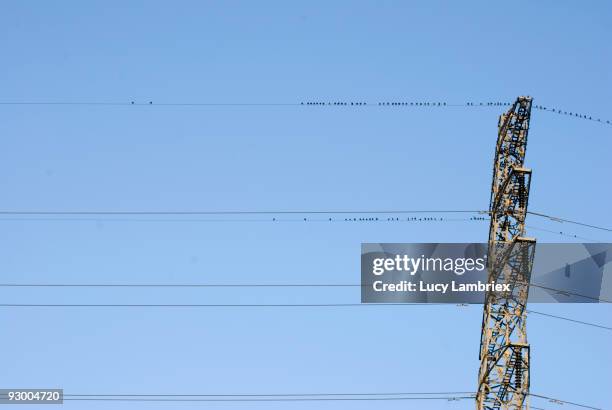 birds on power line - lucy lambriex fotografías e imágenes de stock