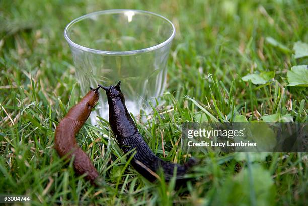 two slugs with empty glass - lucy lambriex stock-fotos und bilder