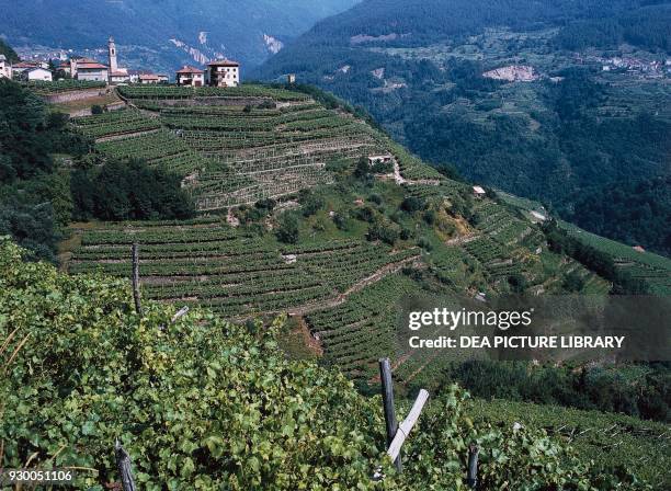 Vineyards in the Cembra Valley, Trentino-Alto Adige, Italy.