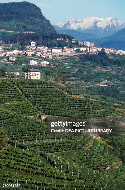Vineyards in the Verna area, Cembra Valley, Trentino-Alto Adige, Italy.
