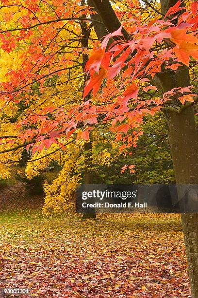 the colors of fall - washington park arboretum stock-fotos und bilder