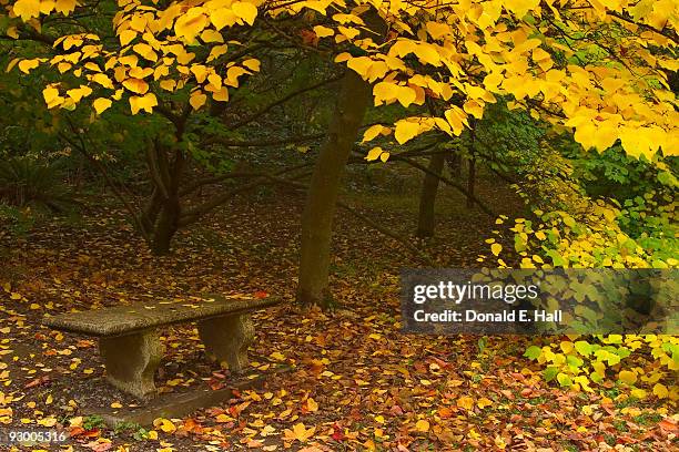 arboretum bench in the fall - washington park arboretum foto e immagini stock