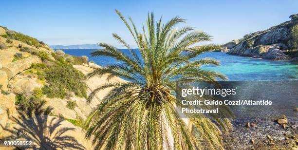 giglio island, the small beach of arenella - giglio - fotografias e filmes do acervo