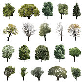 vector collection of high detailed isolated trees