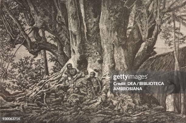 Aoa , known as weeping fig, benjamin fig or Ficus tre, Taio-Hae bay, Nuku Hiva island, French Polynesia, drawing by Hercule Catenacci from a...