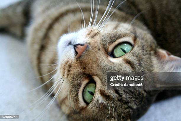 cat with green eyes - carmel indiana stockfoto's en -beelden