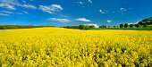 Field of Rapeseed in Full Bloom, distant Tractor with Sprayer
