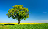 Solitary Lime Tree in Fields of Rapeseed and Wheat under Blue Sky