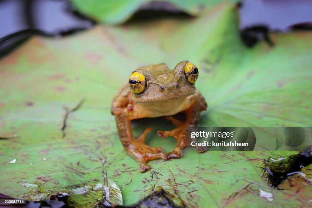 Harlequin tree frog on lotus leaf, Indonesia