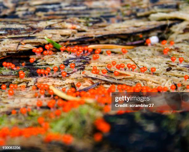 red slime mould growing on wood - plasmódio - fotografias e filmes do acervo